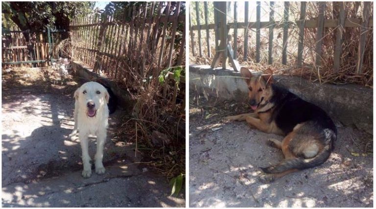 Ανθούσα: Έδεσαν σε πόρτα φιλόζωου αυτά τα δύο σκυλιά και τα παράτησαν!