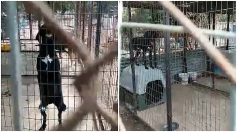 Διαμαρτυρία του Φιλοζωικού Ραφήνας – Πικερμίου για παράνομο εγκλεισμό αδέσποτων ζώων (βίντεο)