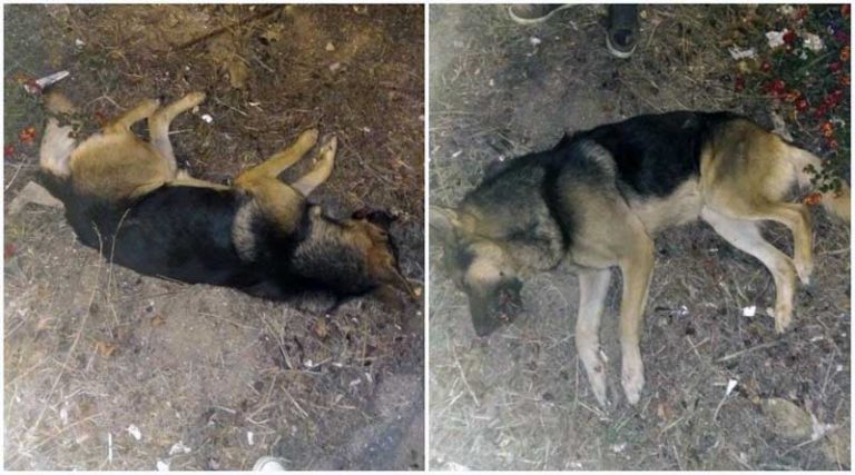 Γερμανικό λυκόσκυλο χτυπήθηκε από μηχανή στη Ραφήνα – Γνωρίζει κάποιος κάτι;