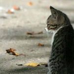 Σοκ! Σκότωσε γατάκι με καλάμι ψαρέματος – Κατηγορείται σε βαθμό κακουργήματος