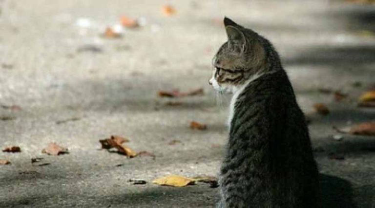 Θανατηφόρος κορονοϊός «χτυπά» τις γάτες – Αίτημα απαγόρευσης εισόδου αιλουροειδών στη Βρετανία