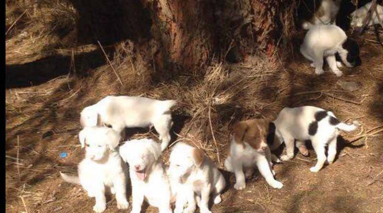 Ασυνείδητος πέταξε 9 σκυλάκια στις Μαρίκες!!!