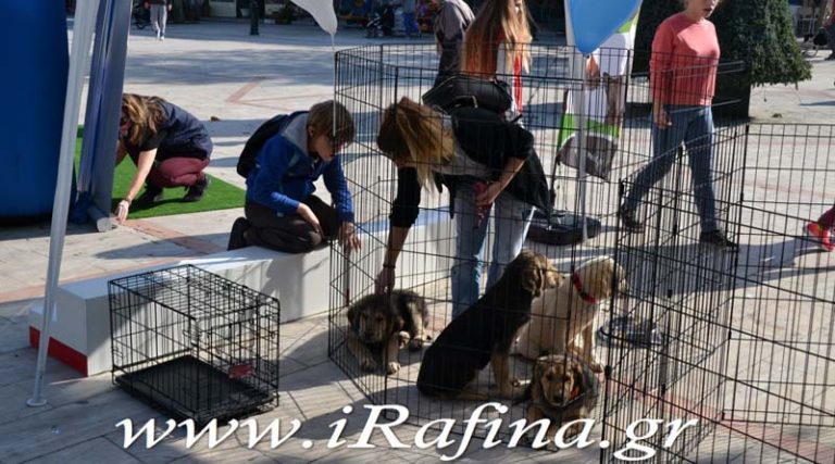 Επτά σκυλάκια και τέσσερις γατούλες βρήκαν τα παντοτινά τους σπίτια στην Ημέρα Υιοθεσίας στη Ραφήνα