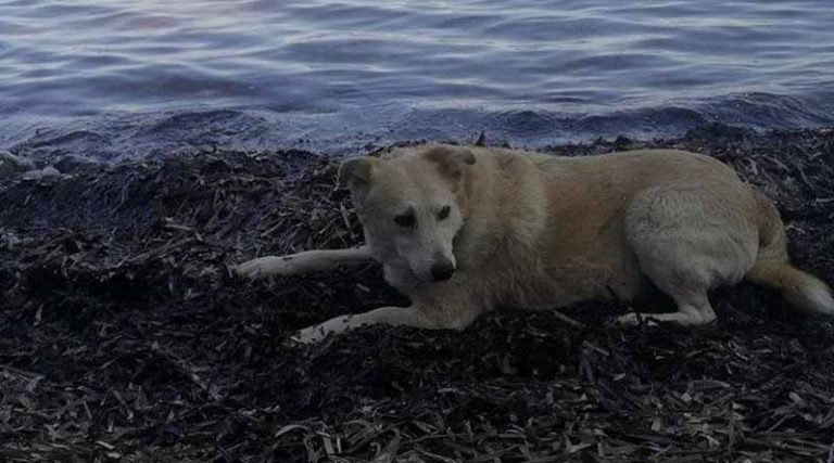 Βρέθηκε στην παραλία στο Μάτι αρσενικό σκυλάκι – Μήπως τον αναγνωρίζει κάποιος;