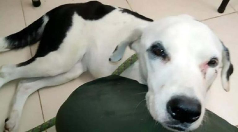 Σπάει καρδιές σκύλος που εγκαταλείφθηκε και πέθανε από τη στεναχώρια του