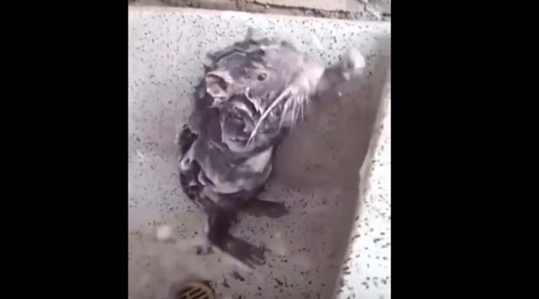 Απίστευτο! Αρουραίος κάνει μπάνιο με σαπούνι σαν κανονικός άνθρωπος (βίντεο)