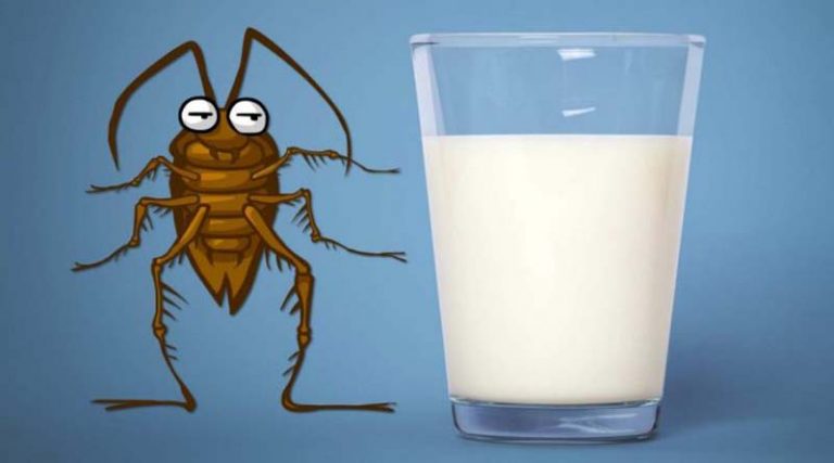 Είναι το γάλα …κατσαρίδας το νέο superfood;
