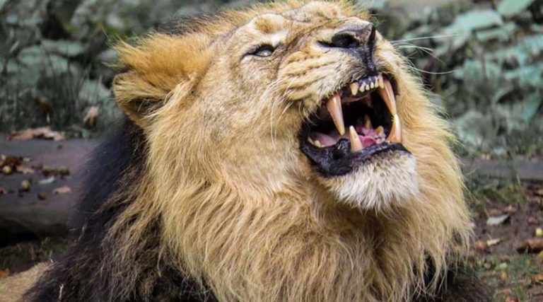 Επίθεση λιονταριών σε φύλακα ζωολογικού – Δραματική επιχείρηση απεγκλωβισμού! (video)
