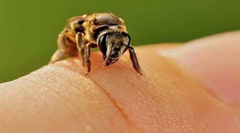 Σοκ: Πασίγνωστος παρουσιαστής… παραμορφώθηκε από τσίμπημα μέλισσας! (φωτό)