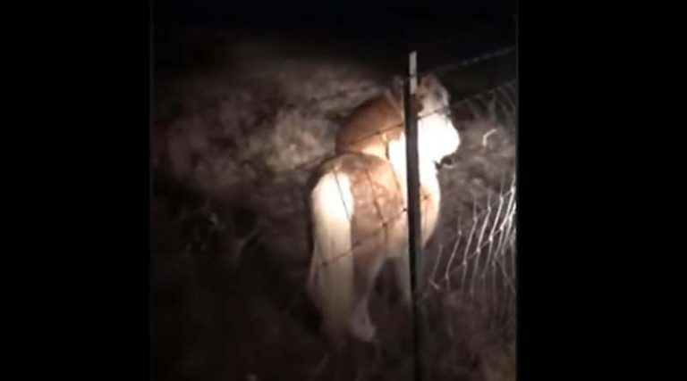 Απίστευτο βίντεο: Σκύλος «καβαλάει» άλογο και πηγαίνει βόλτα στη μέση της νύχτας