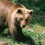 Κτηνωδία: Πυροβόλησαν και σκότωσαν αρκούδες στην Εθνική Οδό