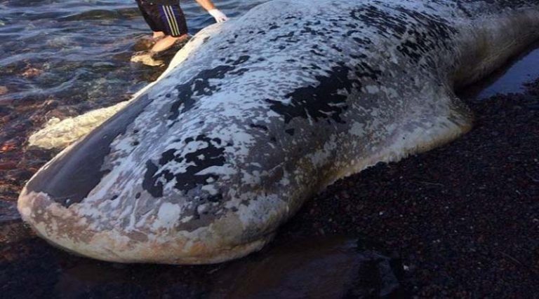 Συγκλονιστικό: Αυτό που ανακάλυψαν τους έκανε να παγώσουν! Τι βρήκαν στο στομάχι της φάλαινας που ξεβράστηκε στην Σαντορίνη;