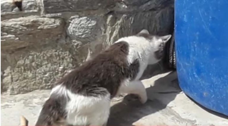 Επική μάχη στην Πάρο: Θαρραλέα γάτα επιτίθεται σε μεγάλο φίδι (βίντεο)