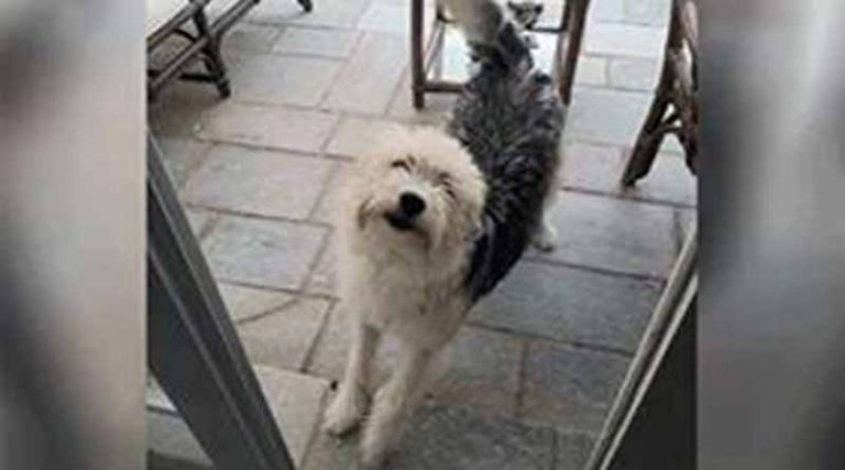 Χάθηκε σκυλάκι στη Νέα Μάκρη – Έκκληση για τον εντοπισμό του