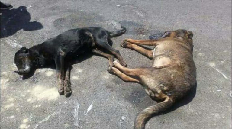 Συνεχίζονται οι δολοφονίες αδέσποτων ζώων στην περιοχή “Λουτρό” Παλλήνης