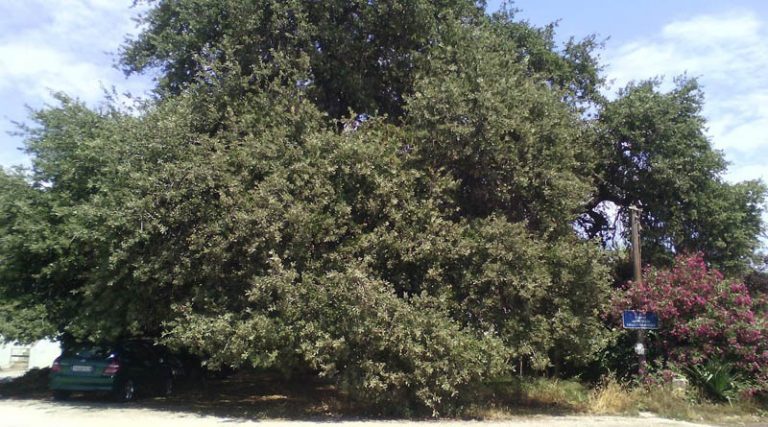 Το δέντρο στη Ραφήνα που έχει ηλικία 700 ετών! (φωτό)