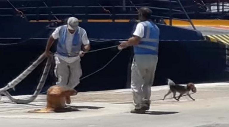 Δεν ξανάγινε! Σκύλος – καβοδέτης αφήνει άφωνους τους τουρίστες στο λιμάνι της Μυκόνου! (βίντεο)