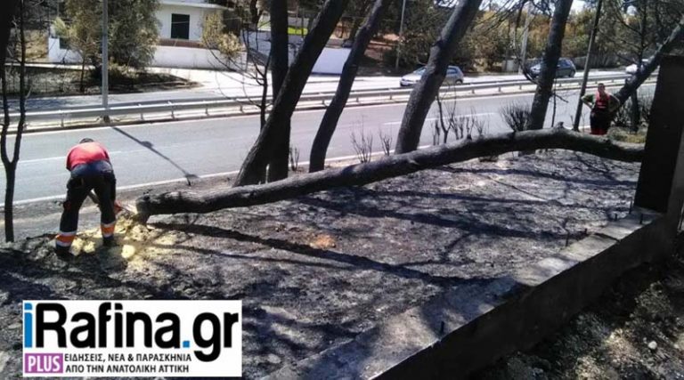 Ραφήνα: Ξεκίνησε η υλοτόμηση και απομάκρυνση των καμένων δένδρων στην απαλλοτριωμένη ζώνη της Μαραθώνος