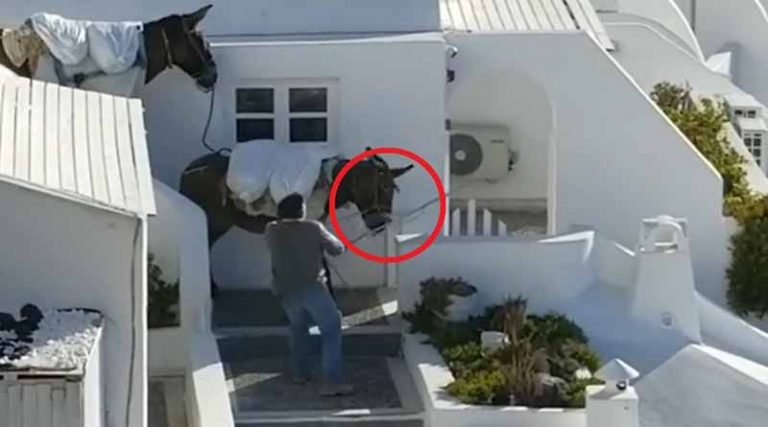 Οργή στον φιλοζωικό κόσμο από βίντεο στη Σαντορίνη που άνδρας χτυπάει ένα γαϊδουράκι…