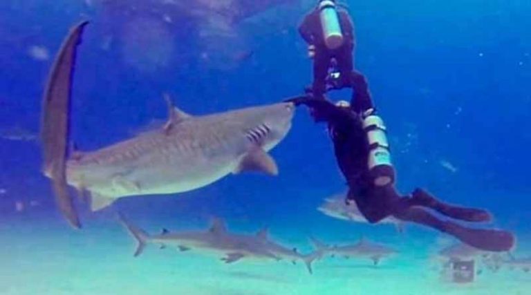 Καρχαρίας ετοιμάζεται να κατασπαράξει αγοράκι και τότε συμβαίνει κάτι εκπληκτικό! (video)