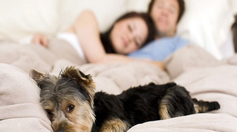 Μήπως να αρχίσεις να κοιμάσαι με το σκυλί σου ;