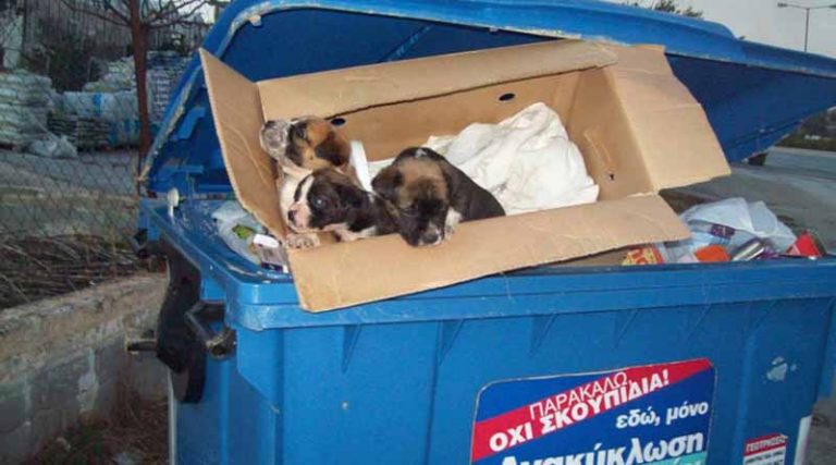 Έλεος: Μωρά σκυλιά και γατιά πεταμένα στην… ανακύκλωση!!!
