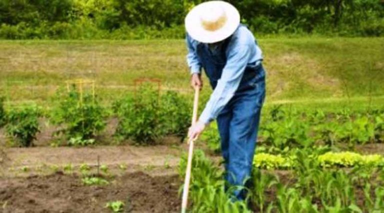 Γεωπόνος – εδαφολόγος και κηπουρός αναλαμβάνουν κηπουρικές εργασίες