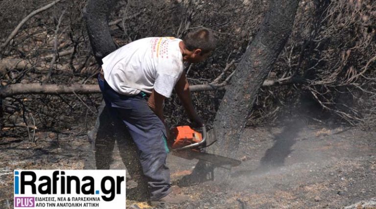 Συνεχίζεται η υλοτόμηση και η απομάκρυνση των καμμένων δέντρων σε Ραφήνα και Μάτι (φωτό & βίντεο)