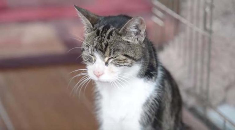 Γάτα εγκλωβίστηκε σε μπασκέτα – Πως την απεγκλώβισαν (βίντεο)