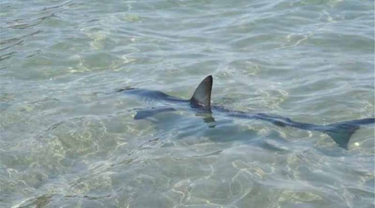 Καρχαρίας βγήκε… βόλτα σε παραλία του Ρεθύμνου! (video)