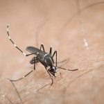Οι επιστήμονες κρούουν των «κώδωνα του κινδύνου» για ασθένειες που μεταδίδονται από τα κουνούπια