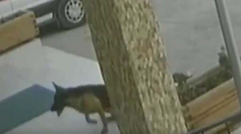 Απίστευτο: Τραυματισμένος σκύλος πήγε μόνος του σε νοσοκομείο, τον φρόντισαν και έφυγε! (βίντεο)
