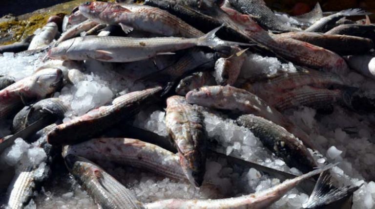 Παράξενο φαινόμενο στην Εύβοια: Ψάρια πετάχτηκαν μόνα τους από τη θάλασσα στη στεριά!