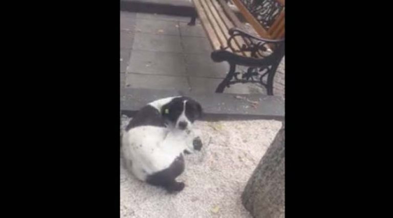 Συγκινητικό βίντεο: Το κλάμα του σκύλου που βρίσκει το αφεντικό του 3 χρόνια μετά!