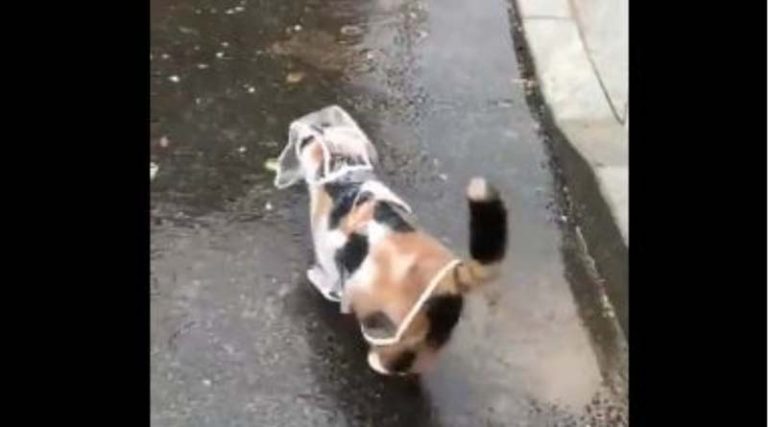 Απίθανο: Γάτα με το αδιάβροχο που «κόβει» βόλτες στη βροχή! (βίντεο)