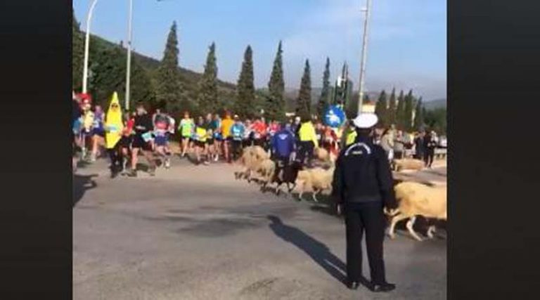 Επικό βίντεο: Τσοπάνης και πρόβατα τρέχουν βολίδα την ώρα του Μαραθωνίου, αποσβολωμένοι κοιτούν οι αθλητές!