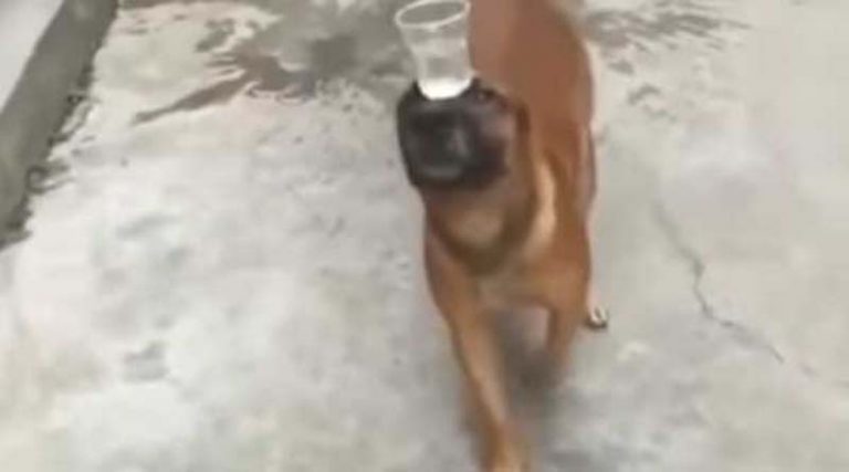 Θεούλης! Σκύλος που ισορροπεί το ποτήρι στο κεφάλι του!