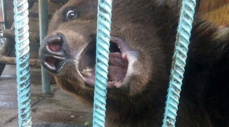 Σοκ: Αρκούδα ακρωτηρίασε το χέρι επισκέπτριας σε ιδιωτικό ζωολογικό κήπο (φωτό & βίντεο)