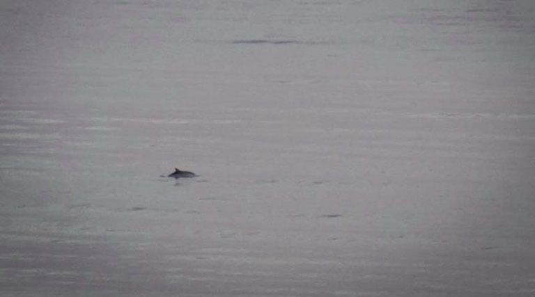 Ραφήνα: Δελφίνια έκαναν την εμφάνισή τους στο Μπλε λιμανάκι (φωτό)