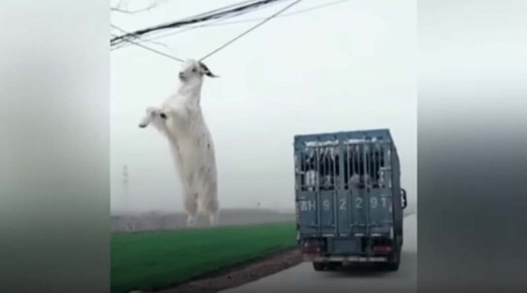 Κατσίκα – δραπέτης πήδηξε από φορτηγό αλλά… (video)