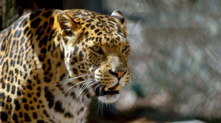 Άγρια επίθεση λεοπάρδαλης σε 50χρονο – Πλήρωσε για να την χαϊδέψει και να βγάλει φωτογραφίες!