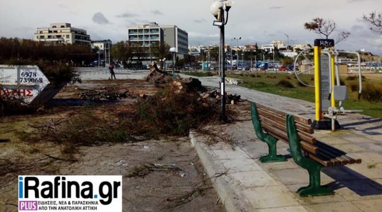 Απομάκρυναν άμεσα τα πεσμένα δέντρα από την πλαζ της Ραφήνας (φωτό)