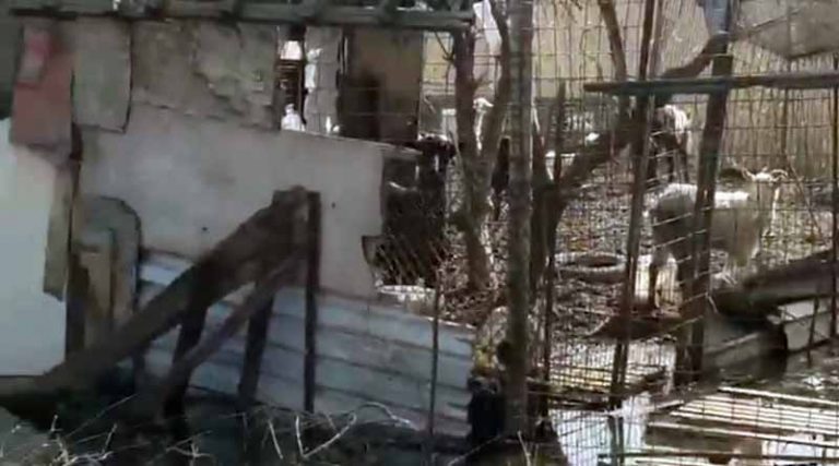 Βρήκαν κατσικάκια να ζουν σε άθλιες συνθήκες στη Νέα Μάκρη (video)