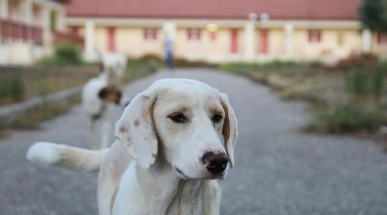 Δύο συλλήψεις και πρόστιμα για τα σκυλιά που βρέθηκαν υποσιτισμένα σε κοτέτσι