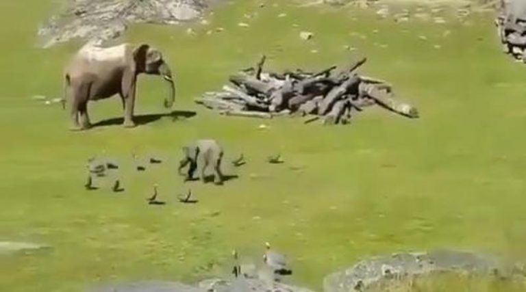 Ελεφαντάκι παίζει με περιστέρια και «λιώνει» το διαδίκτυο (video)