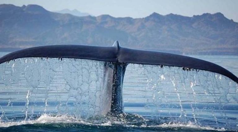 Δύτης υποστηρίζει ότι τον… κατάπιε φάλαινα! (φωτό & βίντεο)