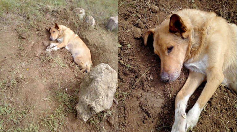 Παλλήνη: Έθαψαν ζωντανό σκυλί και το άφησαν να πεθάνει! (φωτό)