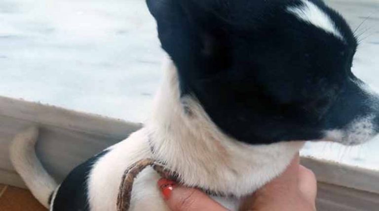 Bρέθηκε σκυλάκι στο Lidl Ραφήνας – Το ψάχνει κανείς;