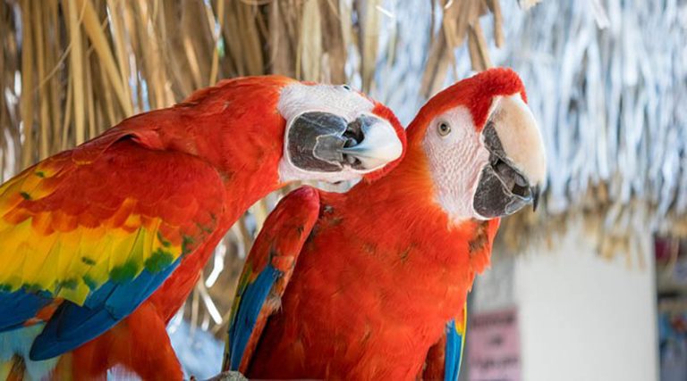 Συναγερμός για τον «πυρετό των παπαγάλων» – Πώς μεταδίδεται και ποιοι κινδυνεύουν