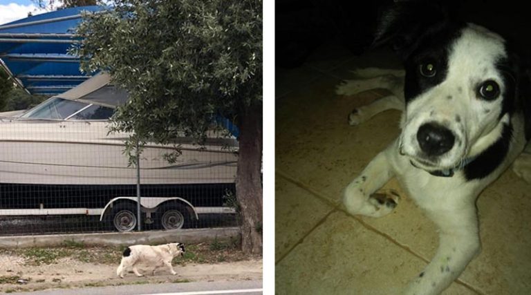 Βρέθηκε σκυλίτσα στη Ραφήνα – Μήπως την αναζητά κάποιος;